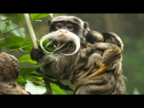 Императорские тамарины - вид обезьян, в котором воспитанием малышей занимаются самцы!