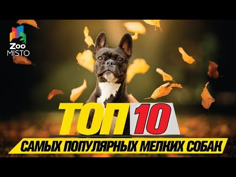 Топ 10 cамых популярных мелких собак\Top 10 most popular small dogs