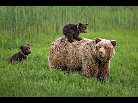 Бурые медведи. Документальный фильм.