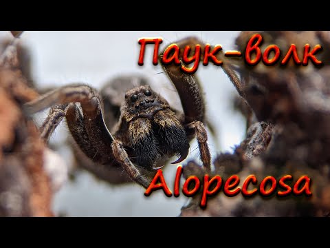 Паук-волк Alopecosa striatipes