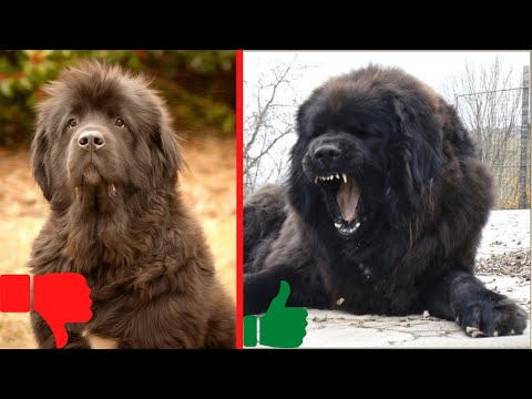 Ньюфаундленд