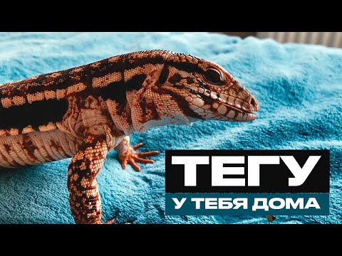 Содержание тегу в домашних условиях | Наш тегу звезда инстаграма Жижа | Подвели итоги 2020