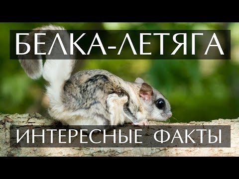 Белка-Летяга интересные факты