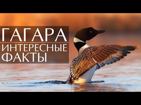 Гагара - интересные факты