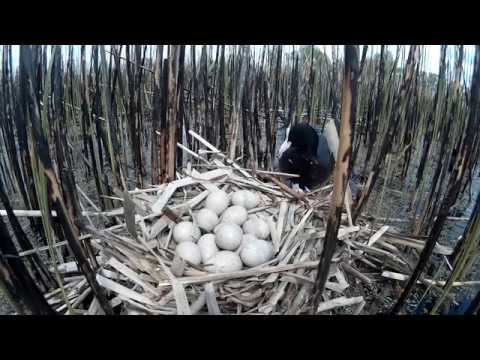 Гнездо лысухи 2018 - установка камеры