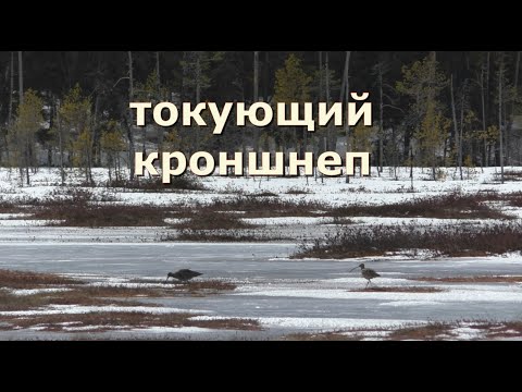 Токующий КРОНШНЕП в ДИКОЙ ПРИРОДЕ