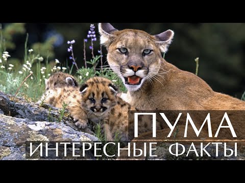 Пума - интересные факты