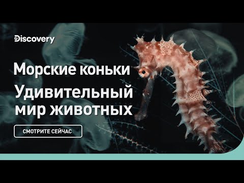 Морские коньки | Удивительный мир животных | Discovery
