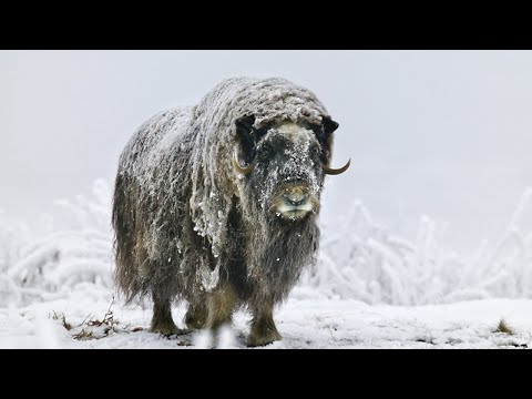 ОВЦЕБЫК- Древнее животное, ПЕРЕЖИВШЕЕ Ледниковый период!