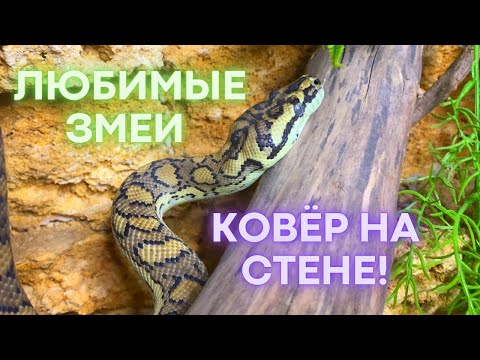 Любимая змея: ковёр на стене! / Favorite snake: carpet on the wall