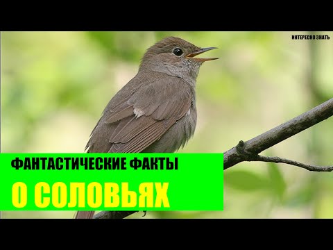 Фантастические факты о соловьях