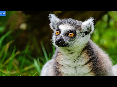 Кошачий Лемур – Уникальное Животное с Острова Мадагаскар!