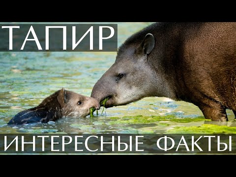 Тапир - интересные факты