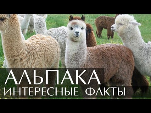 Альпака - интересные факты