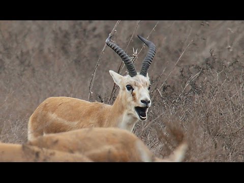Джейран (Gazella subgutturosa) - Goitered gazelle | Film Studio Aves