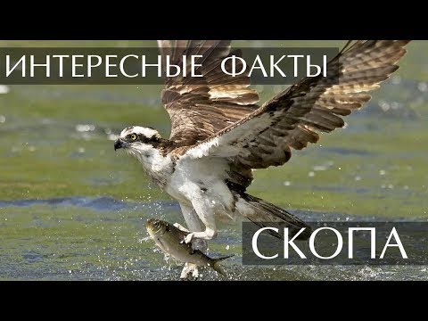 Птица Скопа - интересные факты
