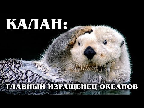 КАЛАН: Самая большая и умная морская выдра | Интересные факты про выдр и животных