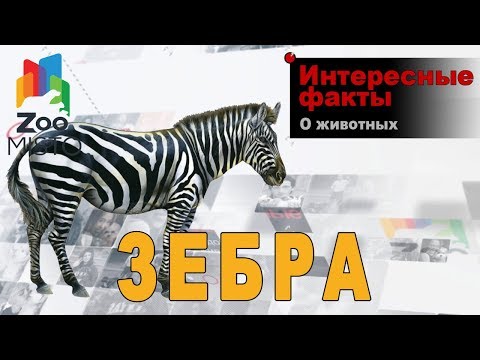 Зебра - Интересные факты о виде | Вид лошади зебра