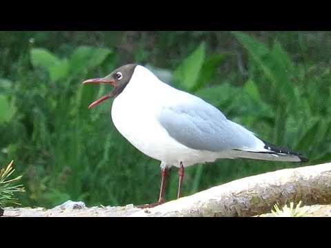 Чайка озерная - изящная птица, Black-headed gull