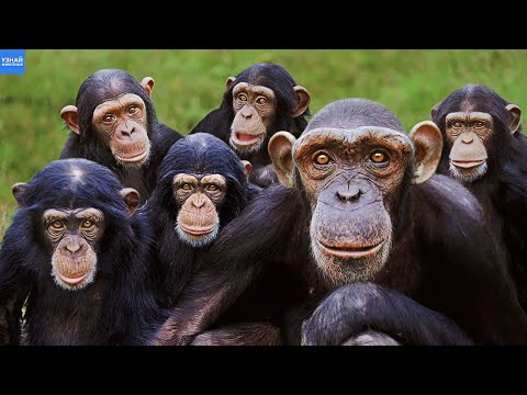 Как Общаются Шимпанзе / Самые Человекообразные Обезьяны / Почти Как Люди