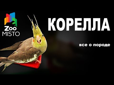 Корелла - Все о виде попугаев | Попугай вида - Корелла