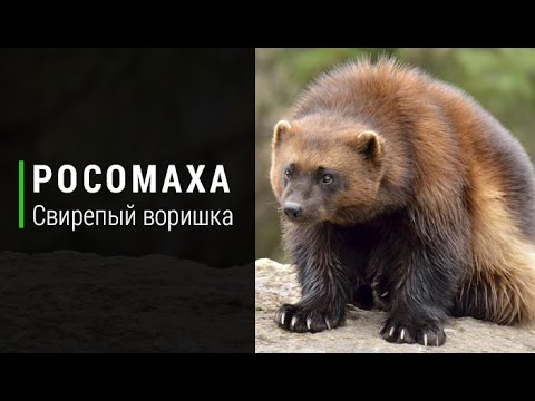 Росомаха. Свирепый воришка