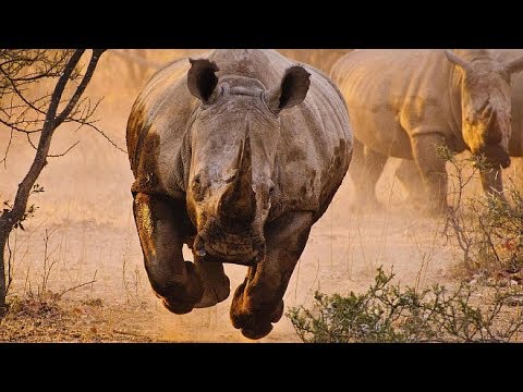 Дикая Африка. Возвращение носорогов. National Geographic.