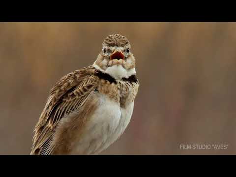 Степной жаворонок (Melanocorypha calandra) | Film Studio Aves