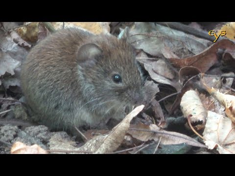 Лесная полёвка крупным планом / Bank vole close up