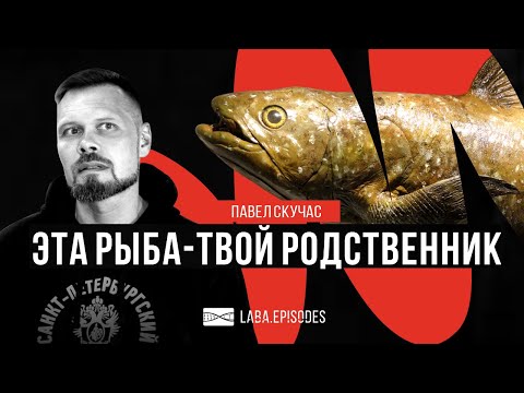 Латимерия - икона эволюции и родственник человека. #LabaEpisodes. Павел Скучас