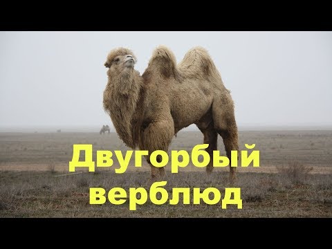 Двугорбый верблюд (бактриан)