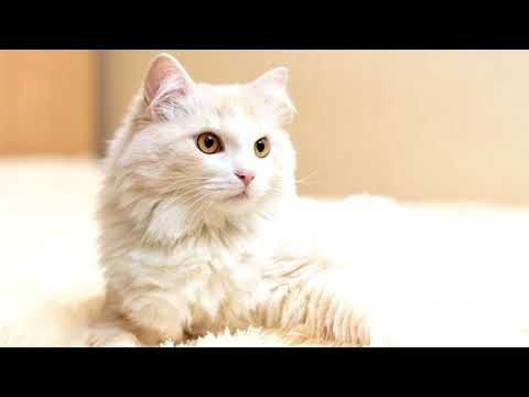 Турецкая #ангора - описание породы ангорских кошек
