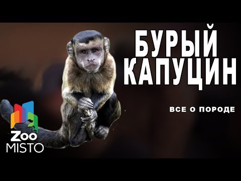 Бурый капуцин - Все о виде приматов | Примат вида - бурый капуцин