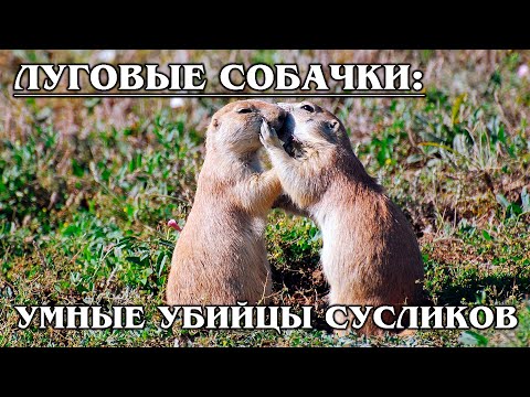 ЛУГОВЫЕ СОБАЧКИ: Социальные белки | Интересные факты про животных