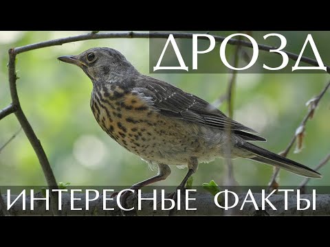 Дрозд - интересные факты