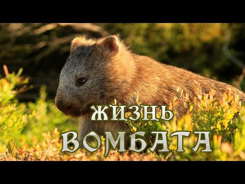 Тайная жизнь Вомбата (1) #Документальный фильм HD