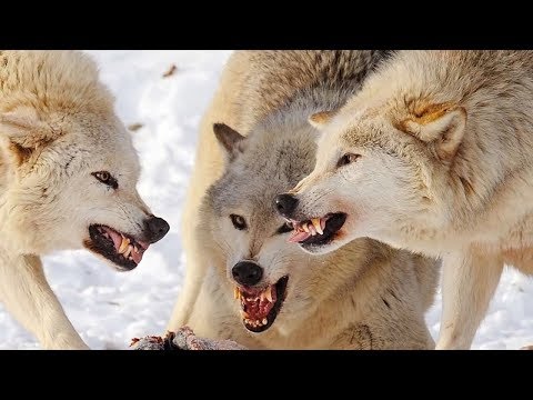 Интересные факты - волки