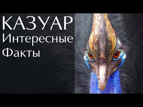 Казуар - интересные факты о самой опасной птице на Земле