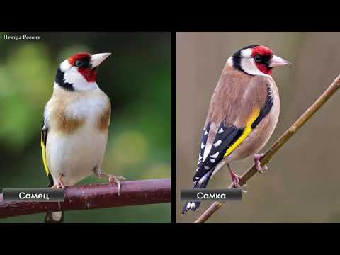 Жизнь обыкновенного щегла - Птицы России - Фильм 50 (Carduelis carduelis)