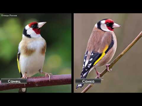 Жизнь обыкновенного щегла - Птицы России - Фильм 50 (Carduelis carduelis)