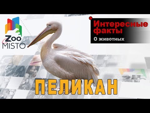 Пеликаны - Интересные факты о роде птиц | Вид птицы пеликаны