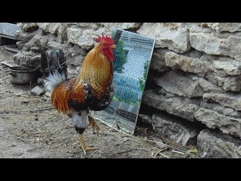 Петухи видят своё отражение в зеркале. Roosters in the mirror