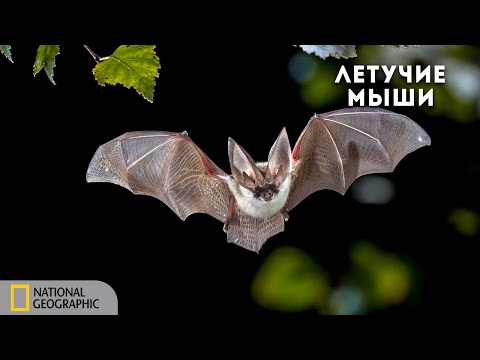 Удивительные летучие мыши | Документальный фильм National Geographic