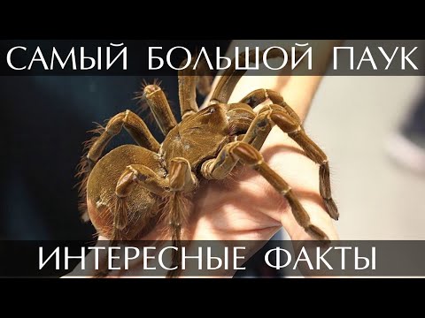 Самый большой паук в мире (птицеед-голиаф) интересные факты