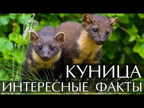 Куница интересные факты