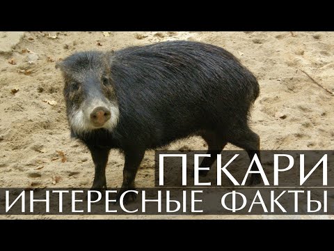 Пекари - интересные факты