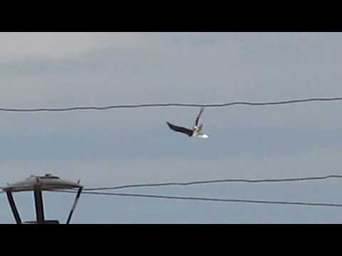 Орел карлик поймал голубя / Aquila pennata attacks pigeon