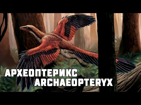 Прародитель птиц? Археоптерикс. Archaeopteryx