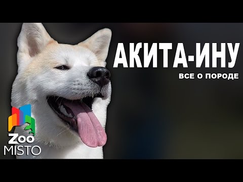 Акита-Ину - Все о породе собаки | Собака породы Акита Ину