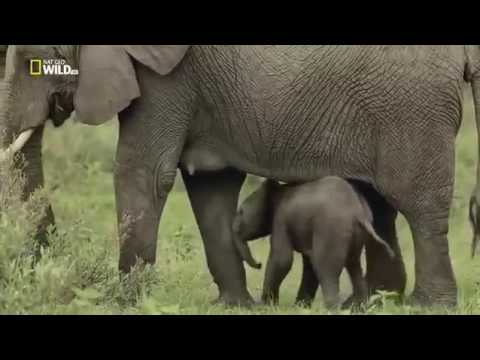 Животные саванны Дикая Африка Удивительные слоны Nat Geo WILD